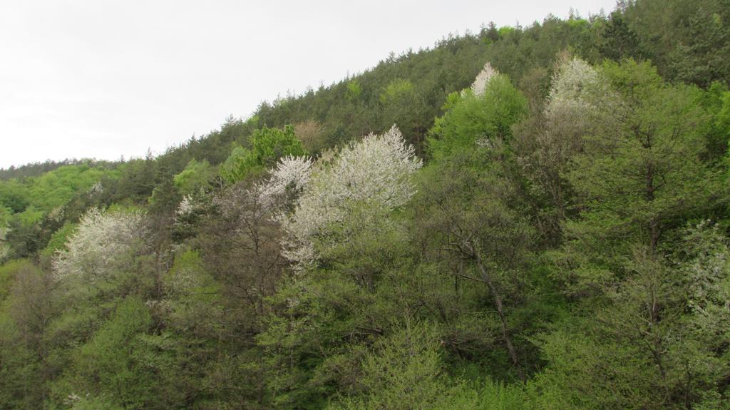 Vila Sara Bosorod Oda fotoğraf