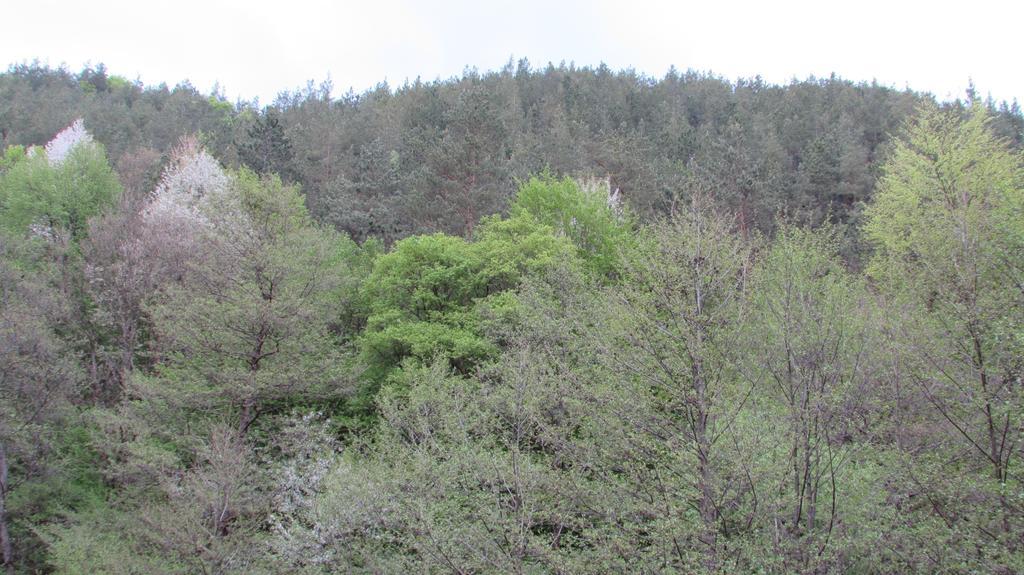 Vila Sara Bosorod Oda fotoğraf